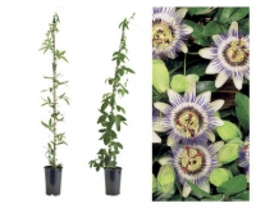 Passiflora