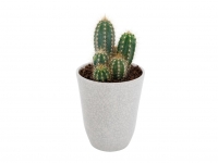 Lidl  Cactus or Succulent in a Ceramic Pot - Available from 21st M