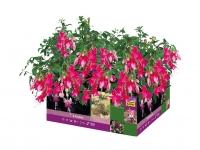 Lidl  Fuchsia - Available from 21st May