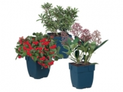 Ornamental Bushes