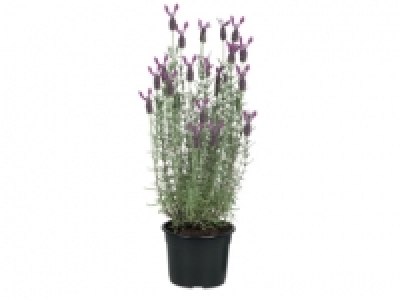 French Butterfly Lavender