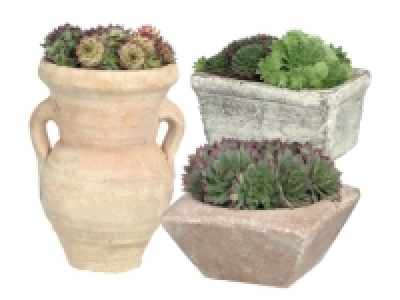 Succulents in Earthenware Pots