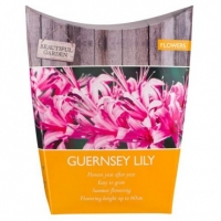 Poundland  Beautiful Garden Guernsey Lily 2 Pack 11/12 Bulb