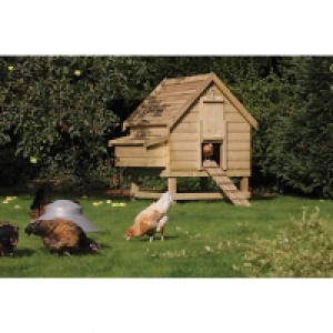 Wickes Timber Apex Large Chicken Coop - 5 x 4 ft
