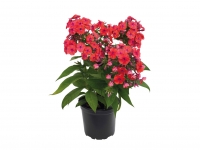 Lidl  Summer Phlox - Available from 30th July