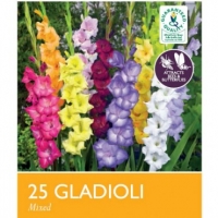 Poundland  Gladioli Flower Bulbs Assorted Varieties