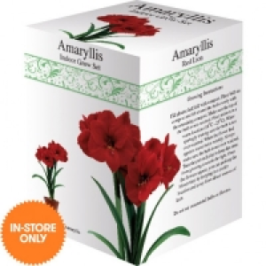 Amaryllis Red Lion Gift Box £2.39
