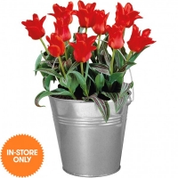 JTF  Galvanised Gift Bucket of Tulips