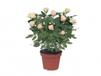 Lidl  Mini Roses - Available from 8th October