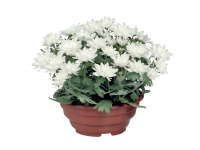 Lidl  Chrysanthemum Tub - Available from 8th October