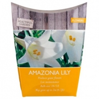 Poundland  Beautiful Garden Amazonia Lily Bulb 2 Pack