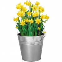JTF  Galvanised Gift Bucket of Daffodil