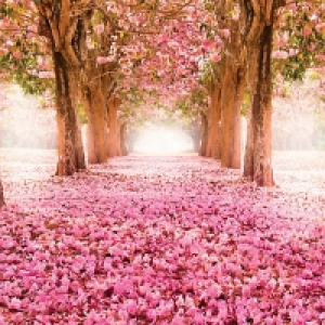 ohpopsi Yonder Wall Mural Multi - 14.4m (L)