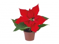 Lidl  Mini Poinsettia - Available from 18th November