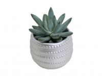 Lidl  Kalanchoe or Succulents in Ceramic - Available from 19th Nov