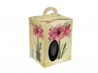 Lidl  Amaryllis Growing Kit - Available from 19th November