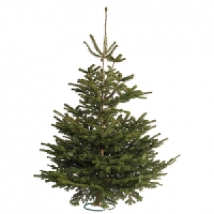 Needlefresh Real Christmas Tree 6 - 7ft