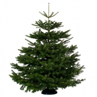 BMStores  Nordman Fir Real Christmas Tree 200-250cm