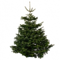 BMStores  Nordman Fir Real Christmas Tree 175-200cm