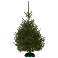 BMStores  Norway Spruce Real Christmas Tree 175-200cm