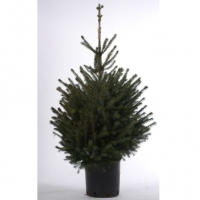 BMStores  Pot Grown Picea Omorika Real Christmas Tree 125-150cm