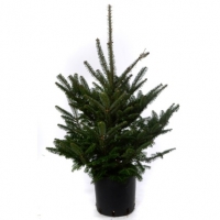 BMStores  Pot Grown Fraser Fir Real Christmas Tree 80-100cm