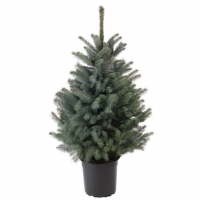 BMStores  Pot Grown Blue Spruce Real Christmas Tree 80-100cm