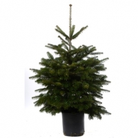 BMStores  Pot Grown Nordman Fir Real Christmas Tree 100-125cm