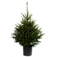 BMStores  Pot Grown Norway Spruce Real Christmas Tree 100-125cm