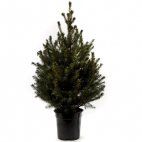 BMStores  Potted Picea Omorika Real Christmas Tree 60-80cm