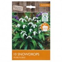 Poundland  10 Snowdrops