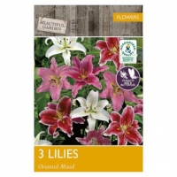 Poundland  Beautiful Garden Oriental Lillies Mixed Bulbs 3
