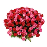 Aldi  100 Sweetheart Roses